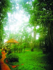 Greenery at the Big Banyan Tree City kemp
