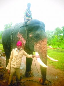 Bandipur. Forest Elephant from the camp with mahoutsck.